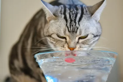 Déshydratation chez le Chat