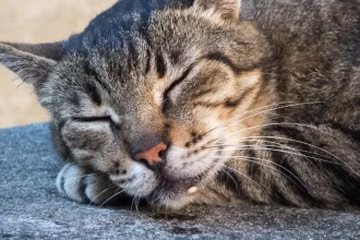 Pourquoi mon chat bave-t-il autant ?