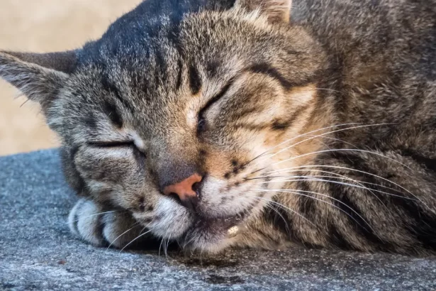 Pourquoi mon chat bave-t-il autant ?
