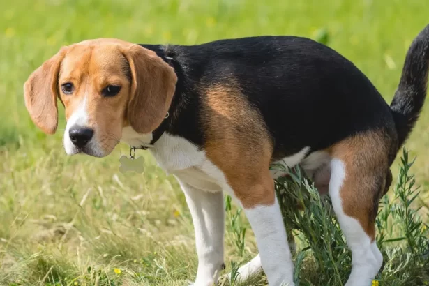 Sang dans les excréments canins
