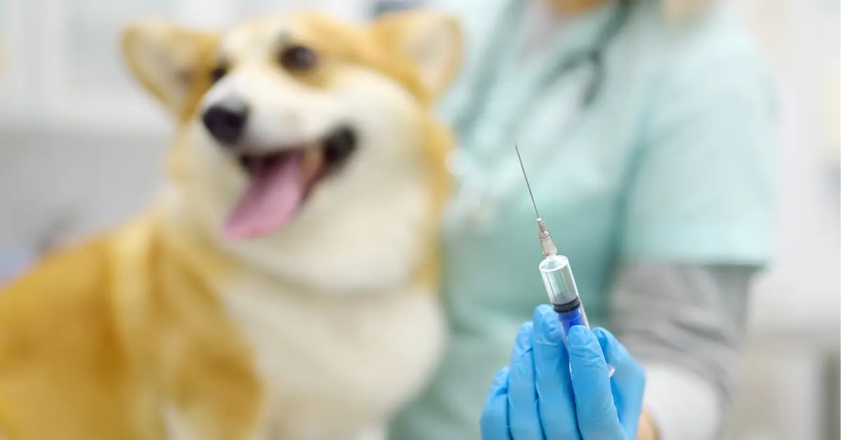 La parvovirose chez les chiens
