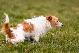 Il y a du sang dans les urines de mon chien, que faire ?