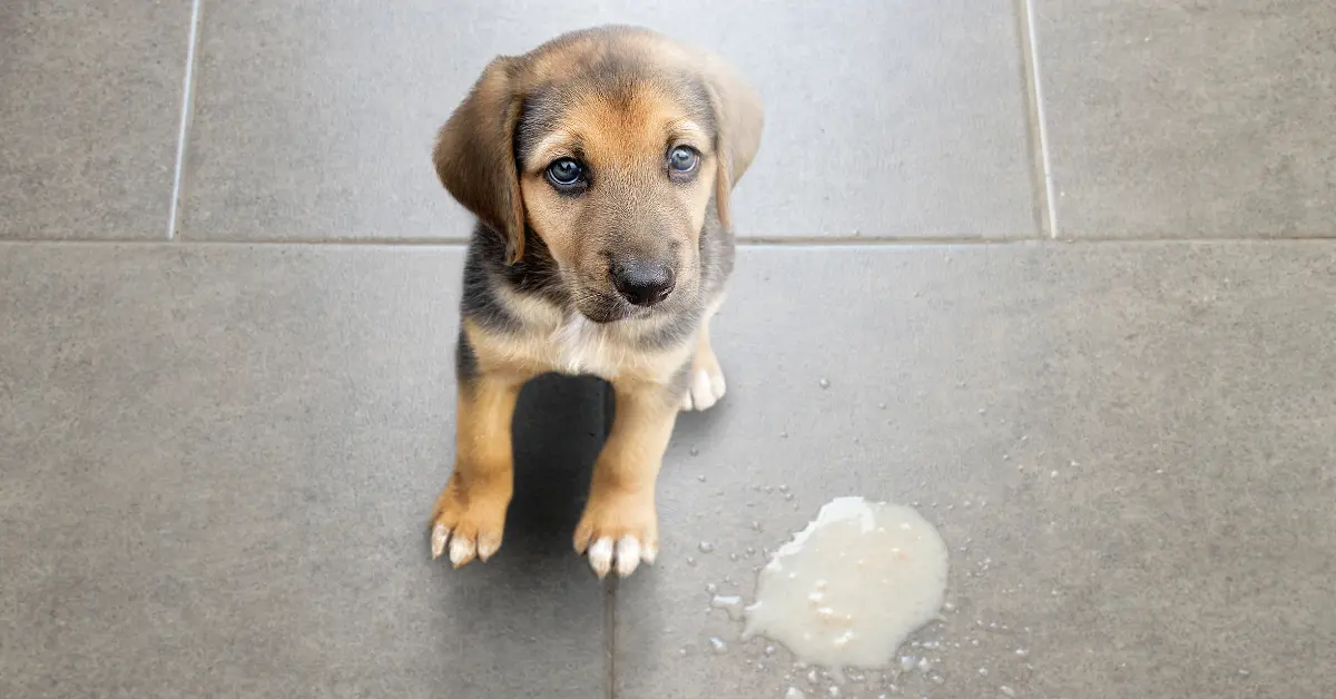 Vomissements de sang chez le chien