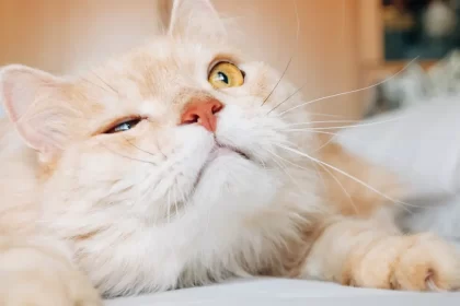 Les conjonctivites du chat