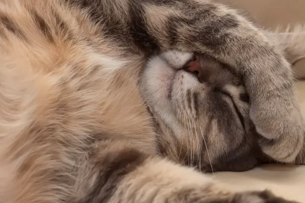 Convulsions chez le chat