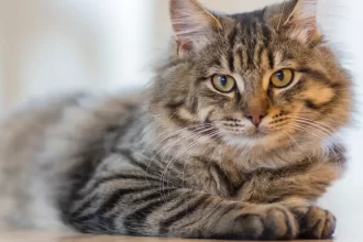 Le coryza chez le chat – Prévention, Symptômes et traitement possible