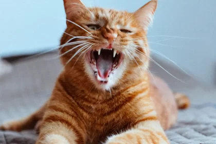 Difficultés respiratoires chez le chat