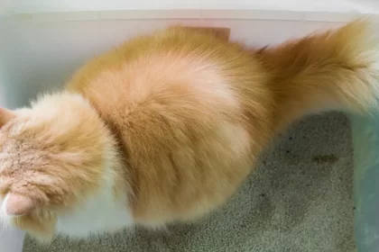 Gastro-entérite chez le chat