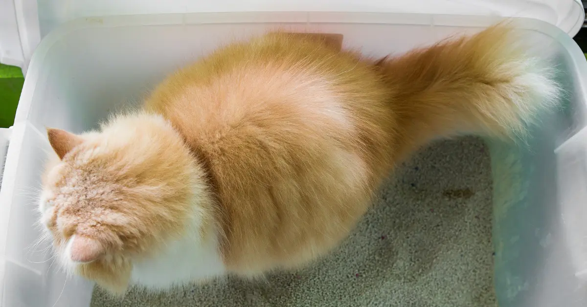 Gastro-entérite chez le chat