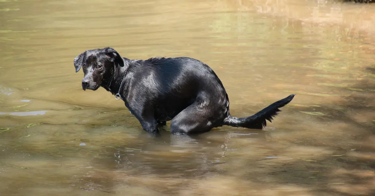 Gastro-entérite chez le chien