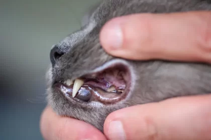 Les gingivites chez le chat