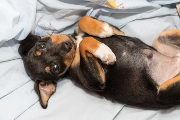 Hernie discale chez le chien