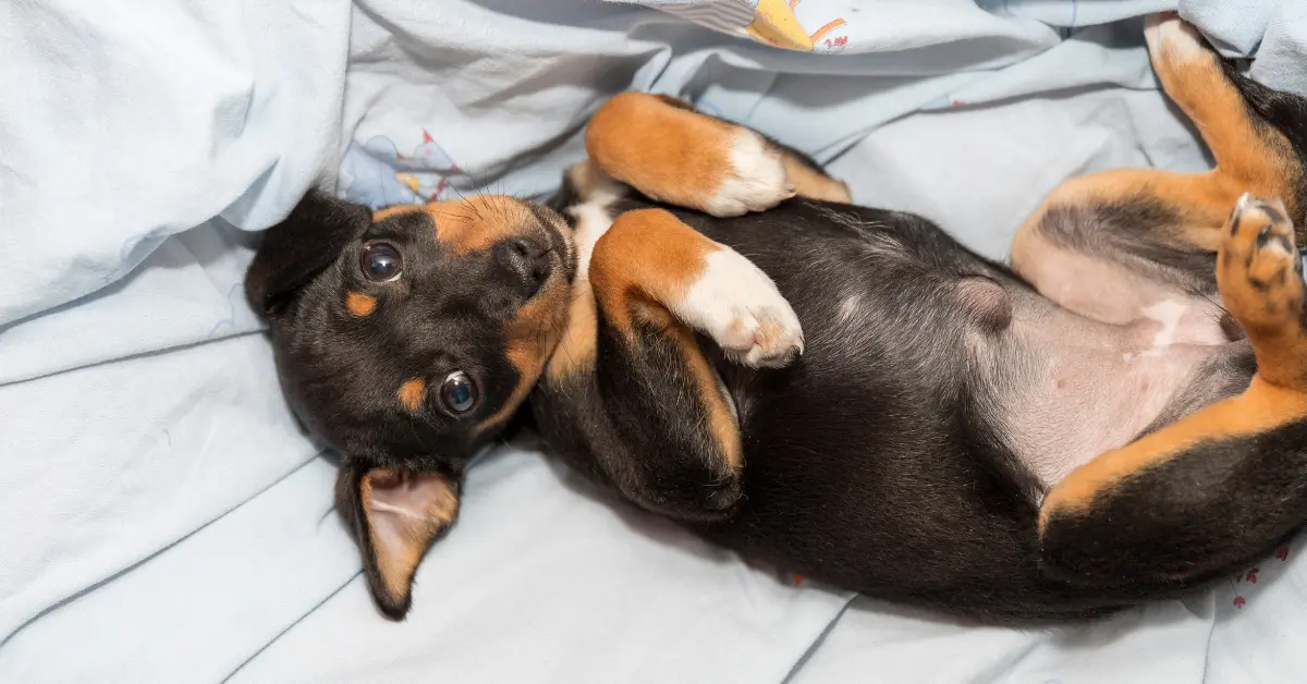 Hernie discale chez le chien