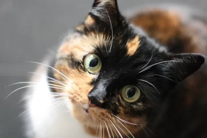 Qu&rsquo;est-ce que la leucose du chat ? (Symptomes et traitement)