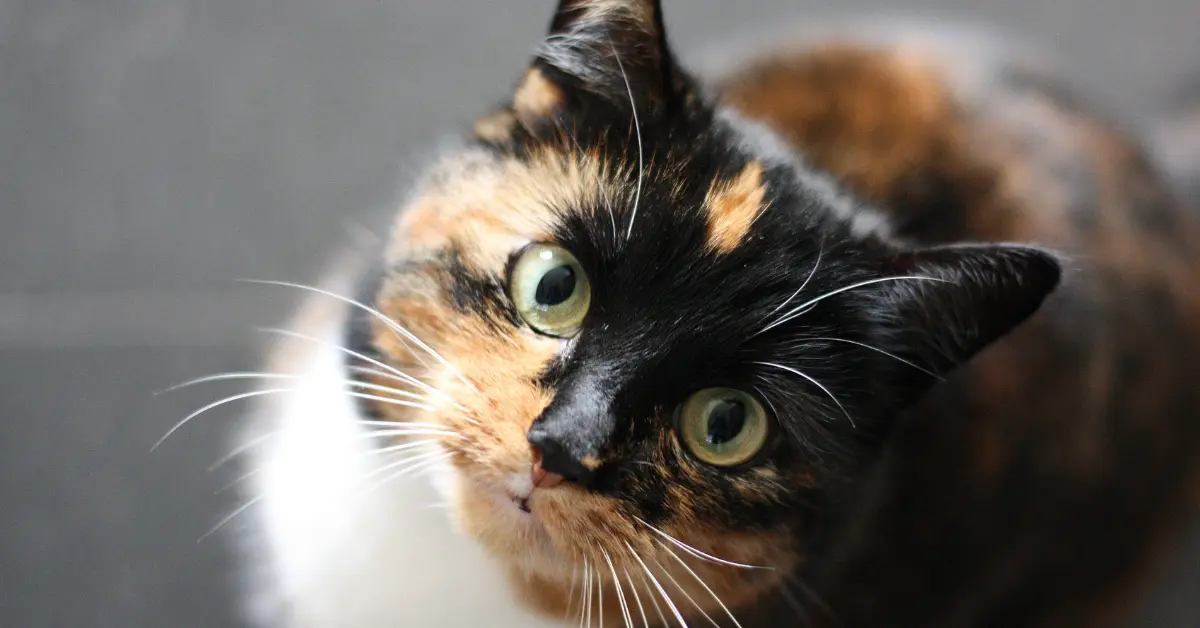 Qu&rsquo;est-ce que la leucose du chat ? (Symptomes et traitement)