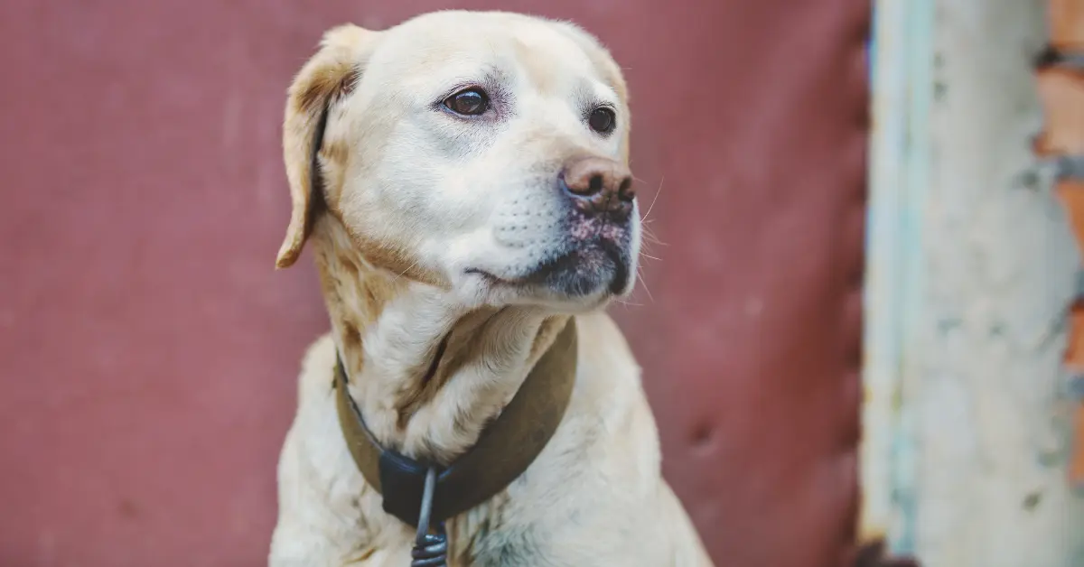 Le lupus érythémateux systémique chez le chien
