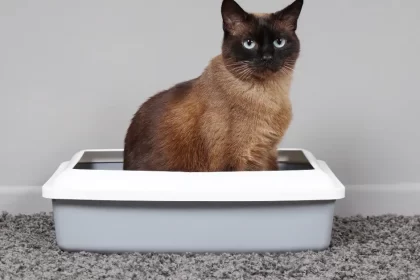 L’occlusion chez le chat