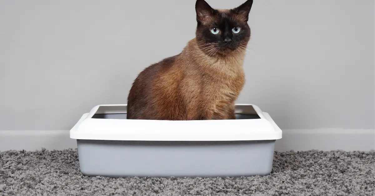 L’occlusion chez le chat