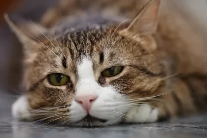 Inflammation du pancréas chez les chats