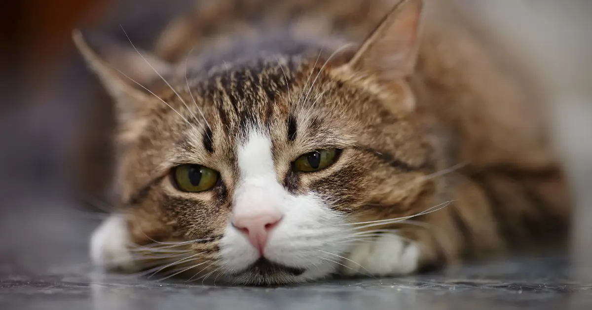 Inflammation du pancréas chez les chats
