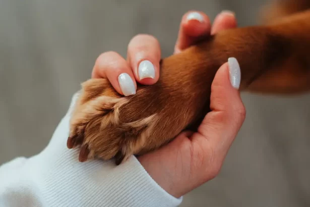 Patte enflée chez le chien