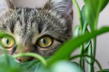 Plantes dangereuses pour les chats