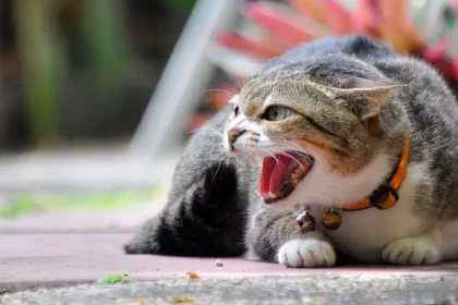 Qu’est-ce que la rage féline? (Symptomes et traitement)