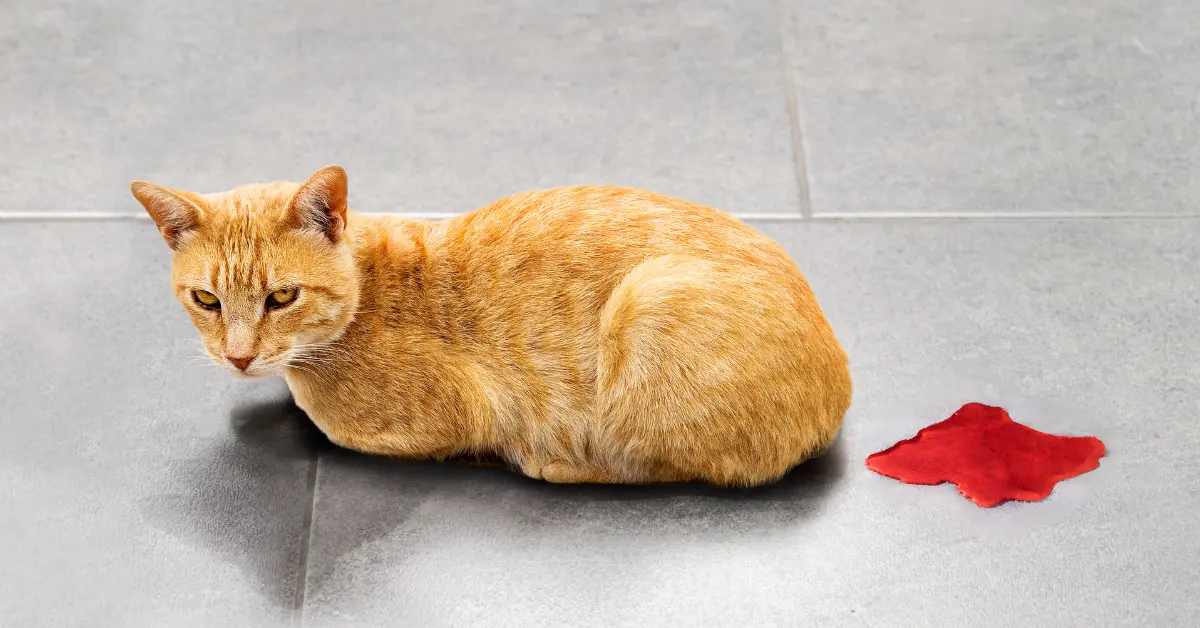 Sang dans les urines chez le chat