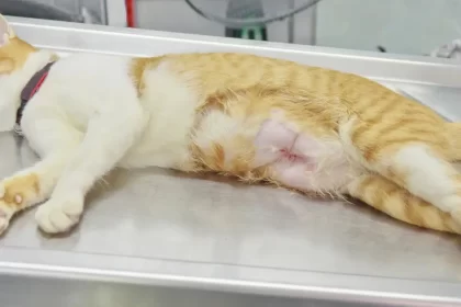 À quel âge stériliser ma chatte ?