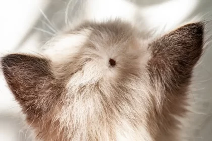 Les tiques chez les chats