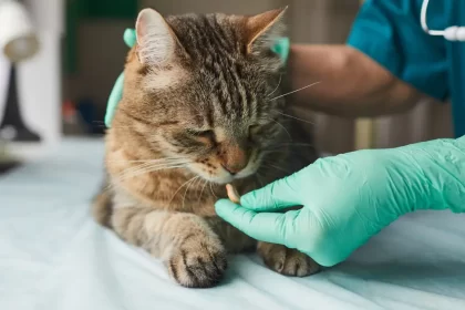 Les vers chez le chat