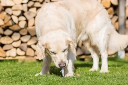 Vomissements chez le chien