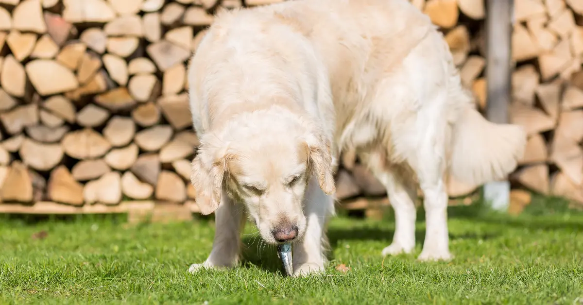 Vomissements chez le chien