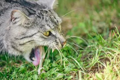 Vomissements aigus chez le chat