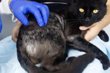 Alopécie chez le chat