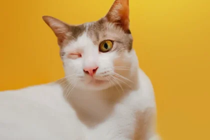 Blessures ophtalmiques chez le chat