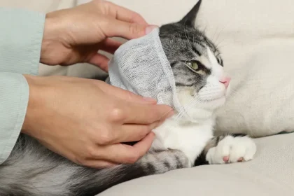 Blessures aux oreilles chez le chat