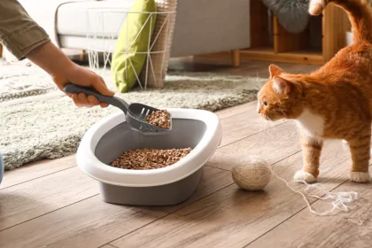 L’arthrose chez le chat