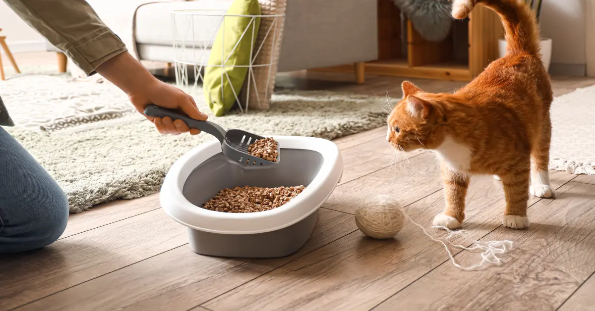 L’arthrose chez le chat