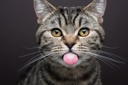 Les chenilles processionnaires chez le chat