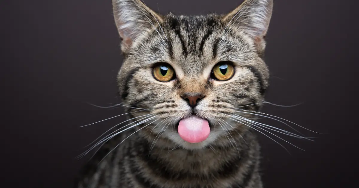Les chenilles processionnaires chez le chat