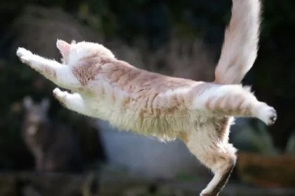 Syndrome hyperesthésique félin