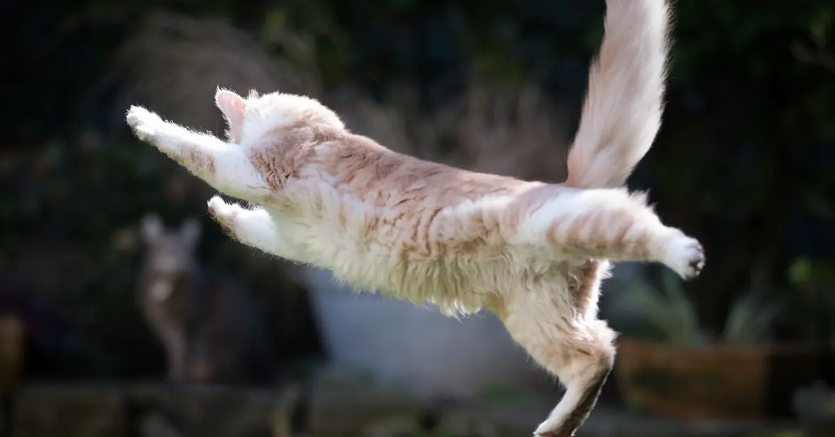 Syndrome hyperesthésique félin