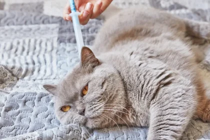 Cheyletiellose chez le chat