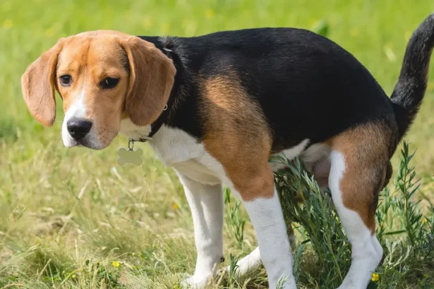 Constipation chez le chien