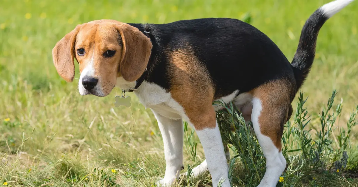 Constipation chez le chien