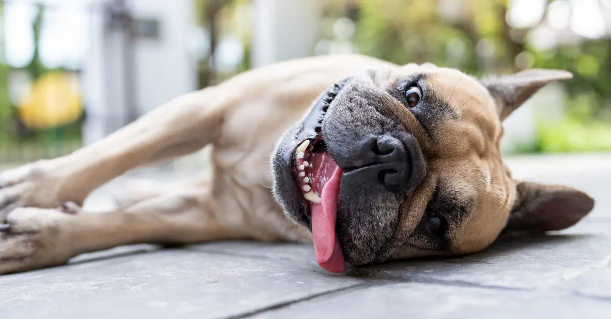 Coup de chaleur chez le chien