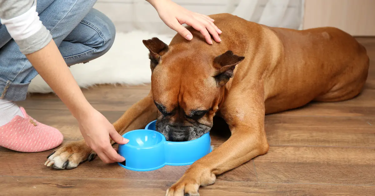 Déshydratation chez le chien