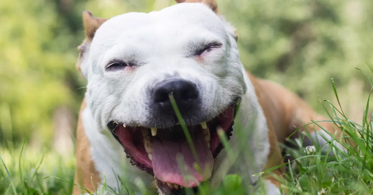 Convulsions chez le chien