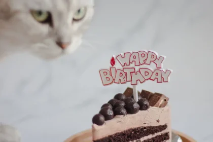 Intoxication au chocolat chez le chat